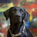 Praxishund Malu | 